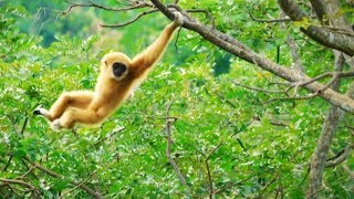 Discovering Gibbons  Expedition Borneo  BBC Earth [upl. by Ahcsap334]