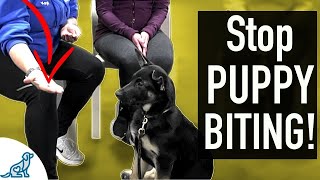 4 SIMPLE Exercises That You Can Do To STOP Puppy Biting [upl. by Odnam903]