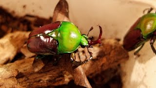 Eudicella aethiopica  Rosenkäfer  Flower Beetle [upl. by Eahsan]