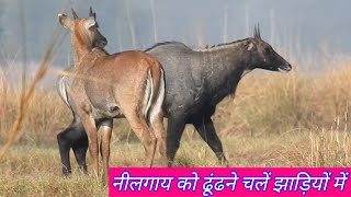 How we found secret Nilgai herd [upl. by Nospmis274]