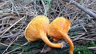 Lažna lisičarka  Hygrophoropsis aurantiaca [upl. by Giles]