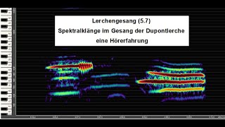 Lerchengesang 57  Spektralklänge im Gesang der Dupontlerche  eine Hörerfahrung [upl. by Kenta]