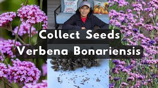 Verbena Bonariensis 🌱 How To Collect Harvest Store Save Seeds Purpletop Vervain [upl. by Gwyneth58]