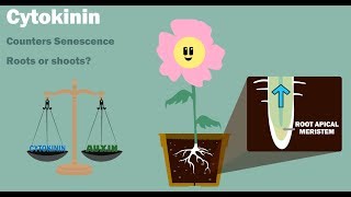 PLANT HORMONES  Auxin Gibberellin Cytokinin Ethylene Abscisic Acid [upl. by Lyreb]