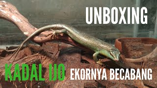 UNBOXING KADAL HIJAU BERCABANG DUA  DASIA OLIVACEA [upl. by Sidky]