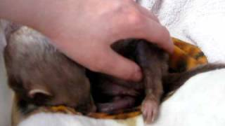 Ferret birth [upl. by Hadsall]