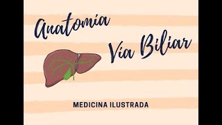 Vía Biliar Anatomía [upl. by Lexa809]