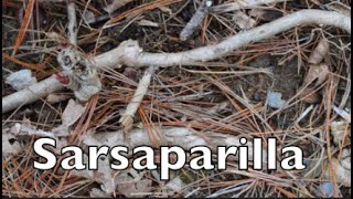 How to Harvest Medicinal Sarsaparilla [upl. by Philipa]