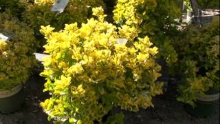 Golden Euonymus [upl. by Erin]