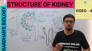 STRUCTURE OF KIDNEY  EXCRETORY PRODUCTS amp THEIR ELIMINATION CLASS 11 [upl. by Noonberg]