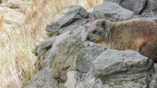 Tree hyrax call [upl. by Kobylak]