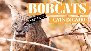 Bobcats Are Awesome Learn 7 Fast Facts About These Amazing Animals [upl. by Persse]