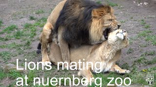 lions mating nuernberg zoo Löwen Paarung Tiergarten Nürnberg [upl. by Susejedesoj641]