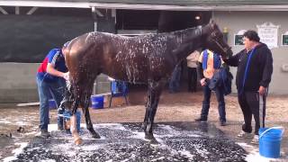 Bodemeister gets a bath after his workout [upl. by Naujaj]