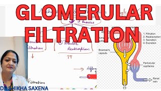 Glomerular filtration first step of urine formation [upl. by Grous838]