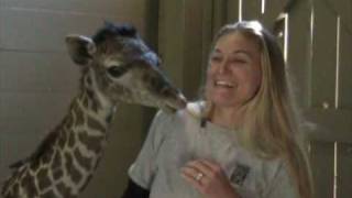 Masai Giraffe quotMilesquot Born at the Houston Zoo Jan 30 09 [upl. by Hildagarde]