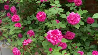 Zephirine Drouhin climbing rose [upl. by Aile]