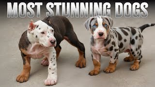 10 Greatest Multicolor Dog Breeds [upl. by Beekman]