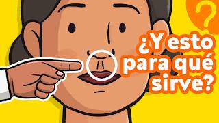 ¿Sirven de algo estas OTRAS 7 partes de tu cuerpo 👫 [upl. by Still]