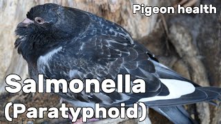 Salmonella or Paratyphoid in Pigeons  Pigeon Health Episode 7 [upl. by Kcitrap]