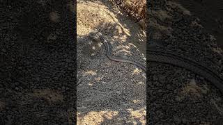 Rare PatchNosed Snake Digging Behavior San Bernardino Mountains CA snakeherping reptiles [upl. by Rana]