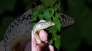 Ocellated Skink im Southern California werftv herping lizard [upl. by Essila]