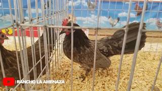 Recorrido Gallos En Expo Irapuato 2019 [upl. by Krock]