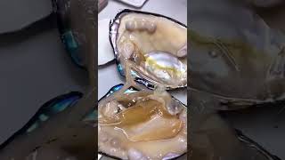 هكذا يستخرج اللؤلؤ من المحار This is how pearls are extracted from oysters [upl. by Nnylrefinnej]