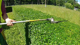 Hedge trimming with STIHL [upl. by Amsed692]