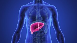 آموزش جامع آناتومی عمومی  آناتومی کبد Anatomy of the Liver [upl. by Hilly]