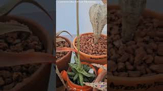 Gasteria bicolor var liliputana [upl. by Sidnac]