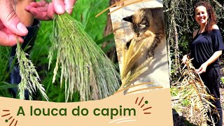 🌾 Plantas secas flores matos e capins para arranjo  Colheita Separação e Desidratação [upl. by Sirromed]