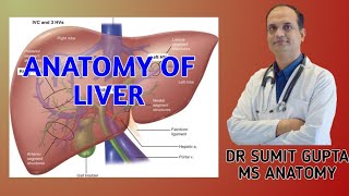 LIVER  ANATOMY [upl. by Iviv]