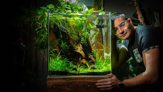 BETTA PARADISE Tutorial 🌿 Massive 33 Gallon aquarium for Billy the Betta [upl. by Airrotal]