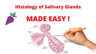 Histology of Salivary Glands  Organization Types and Ducts [upl. by Ym]