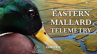 Behind the Scenes with Eastern Mallards  DU Conserve [upl. by Nile]