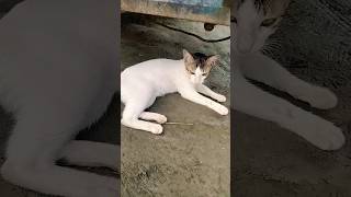 Cat video in the world cutecats billimeow cute [upl. by Farley]