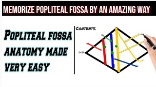 popliteal fossaAnatomycontentsmnemonic [upl. by Adirehs]