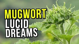 The Best Lucid Dreaming Herb MUGWORT Benefits REVIEW And Warnings [upl. by Lebasile799]