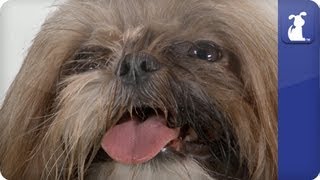 The Shih Tzu Song [upl. by Elysia30]