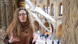 Curiosities of the Natural History Museum London  Episode 1 [upl. by Mazurek]