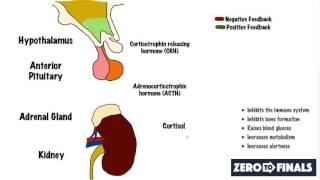 What causes Cushings Syndrome [upl. by Gitlow]