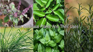 5 औषधीय पौधे  Five Herbs Plant  Must Have Medicinal Plants For Home [upl. by Silver]