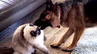 Ragdoll Cat vs Dog Fighting Talking Ragdoll  Fiasco Friends Indi and Oscar [upl. by Hedvige602]