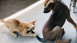 Grey cat meowing unbelievably cute [upl. by Navy]