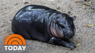 Meet Moo Deng the adorable baby pygmy hippo that’s going viral [upl. by Okimuy]