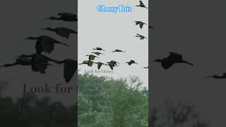 Glossy Ibis Migratory Bird प्रवासी पक्षी birds nature [upl. by Ludvig]