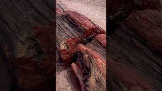 Petrified Tree Petrified Forest National Park Arizona 🌲🏜️🇺🇸 petrifiedwood arizona [upl. by Bink]