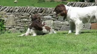 Two Springer Spaniels playing in the garden [upl. by Frankhouse]