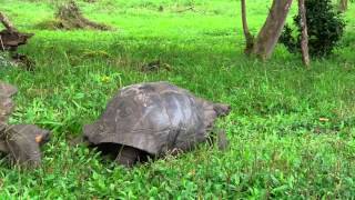 Mating Galápagos Giant Tortoises [upl. by Emmalynne]